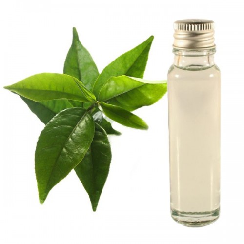 green tea essential oil 25ml